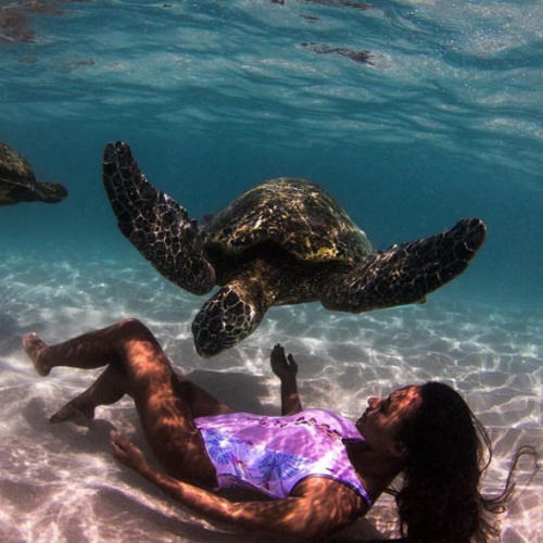 turtle swim turtle swim